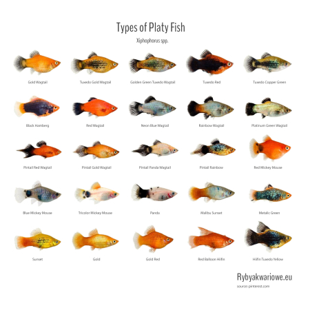 Platka - Zmienniak Plamisty - Xiphophorus maculatus